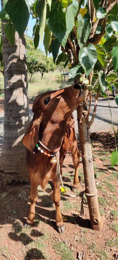 Shakuntala Farms - Rustic Farmstay With Modern Comforts Nashik Exteriör bild